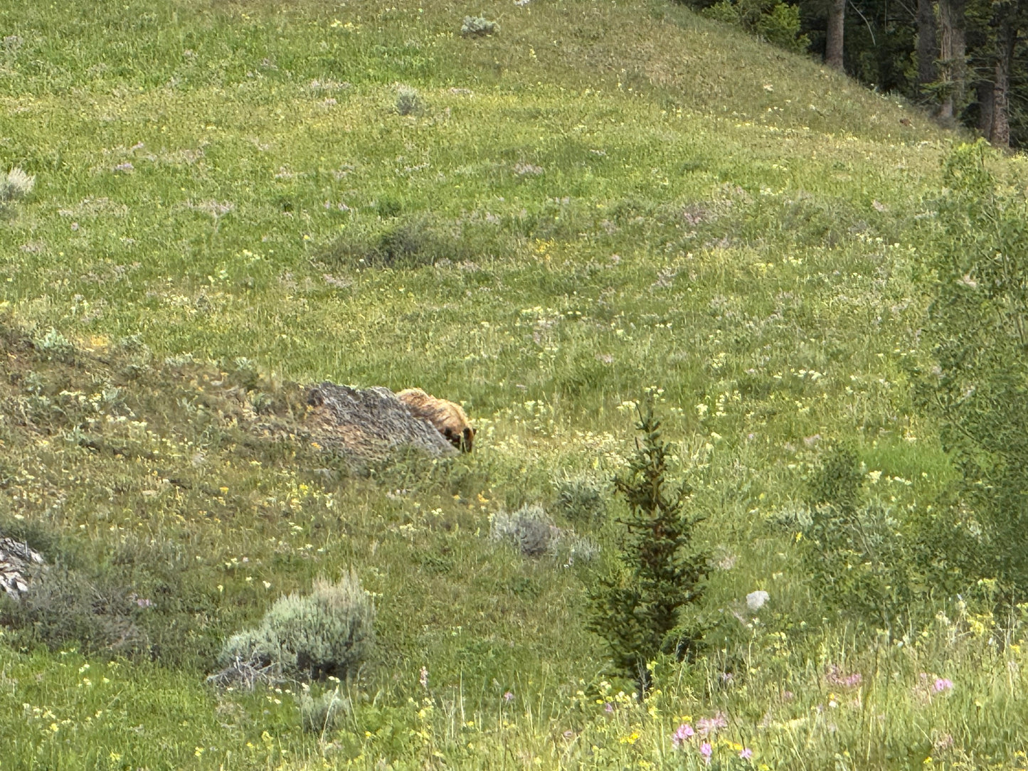 2026 Jul 01, Yellowstone & Grand Teton National Parks