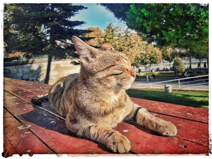 2019 Nov 3 Istanbul · Wandering