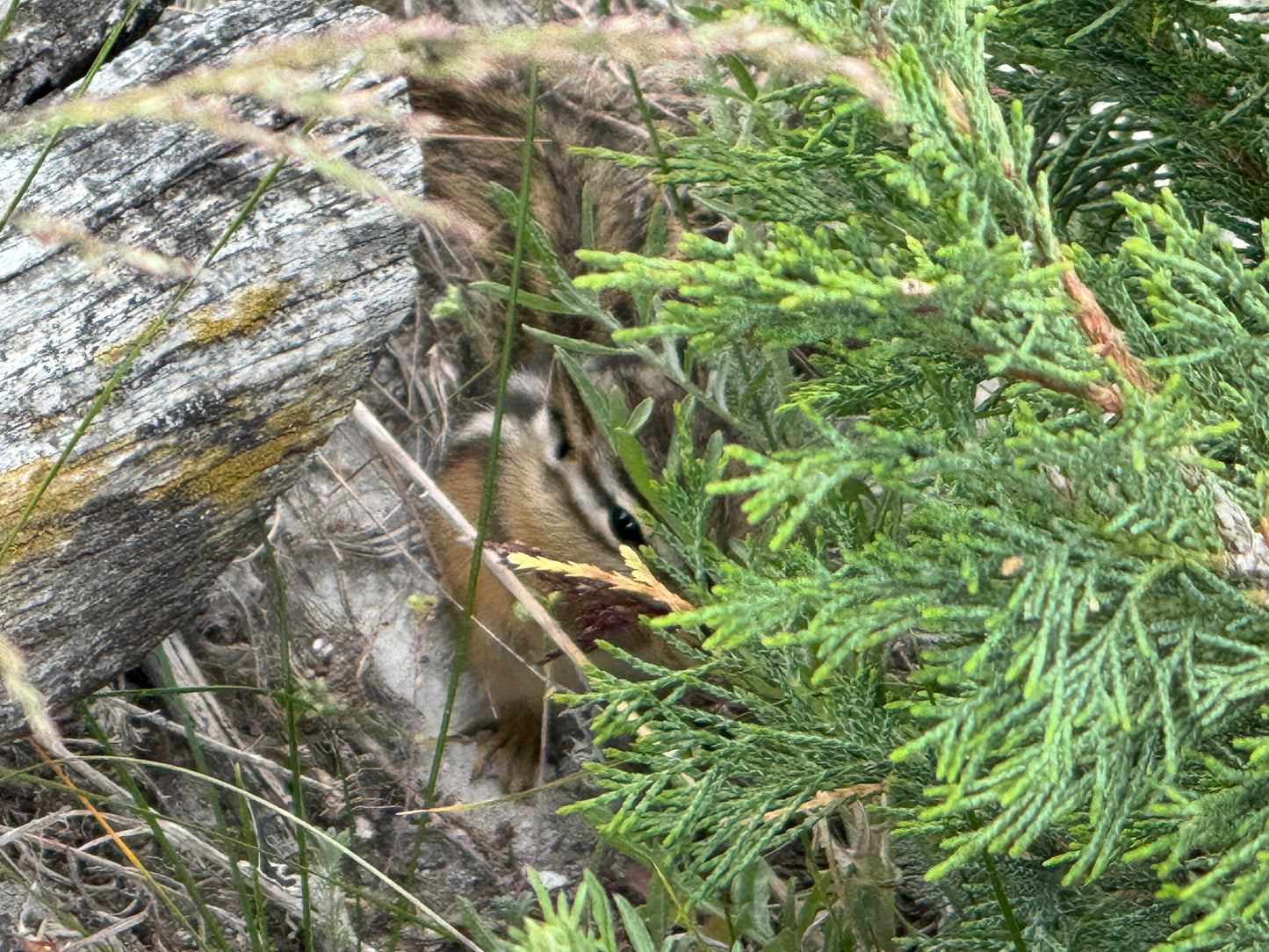 2026 Jul 01, Yellowstone & Grand Teton National Parks