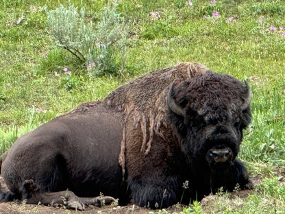 2026 Jul 01, Yellowstone & Grand Teton National Parks