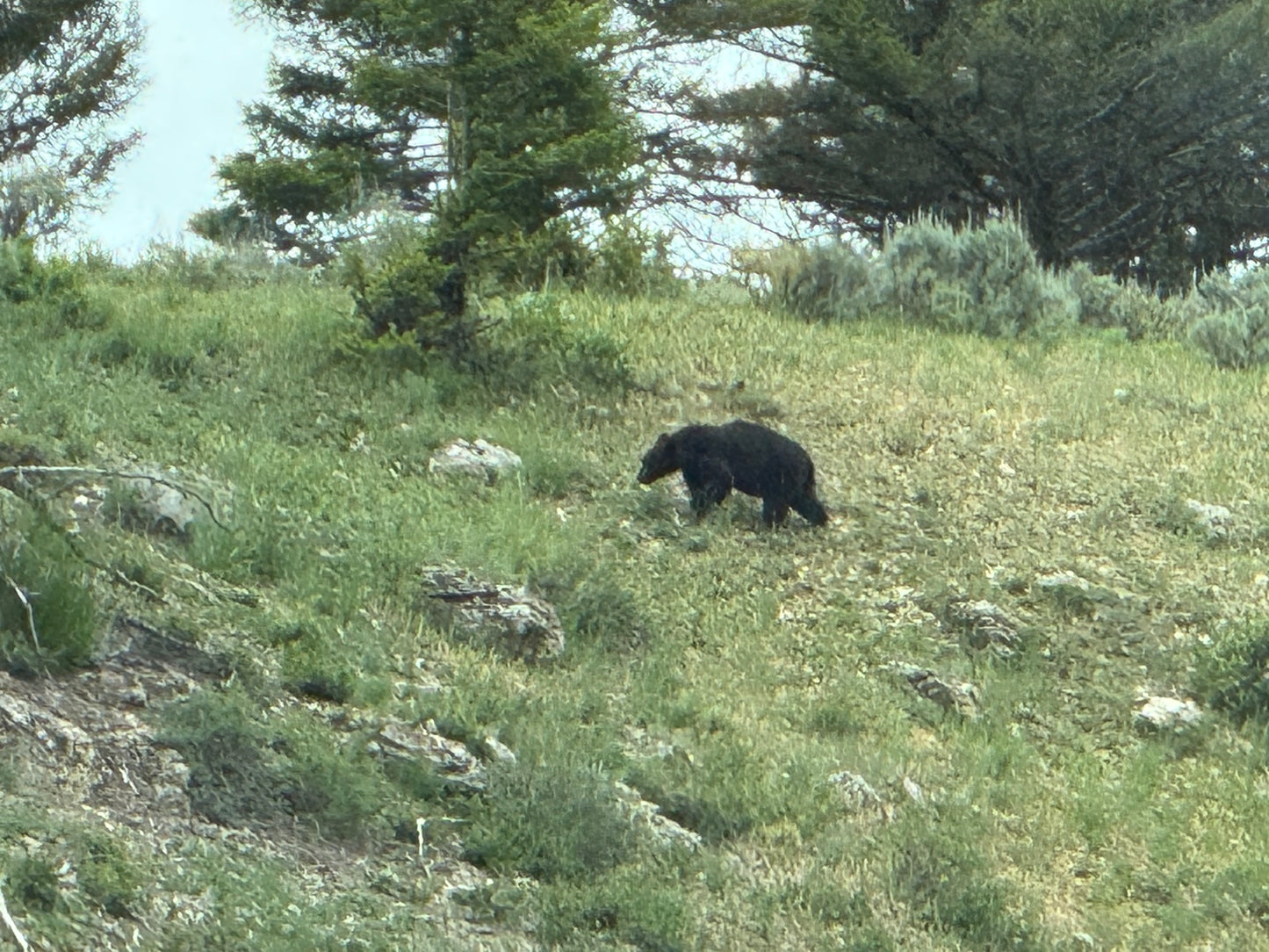 2026 Jul 01, Yellowstone & Grand Teton National Parks